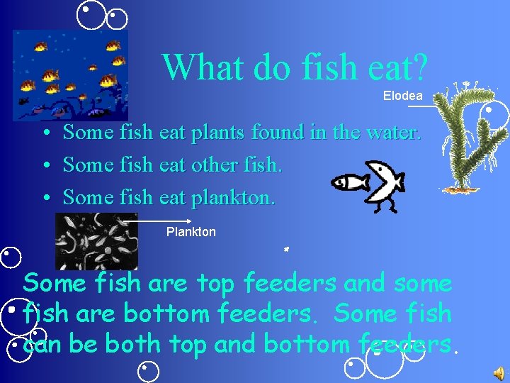 What do fish eat? Elodea • Some fish eat plants found in the water.