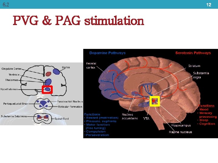 6. 2 12 PVG & PAG stimulation 