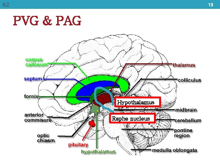 6. 2 13 PVG & PAG Hypothalamus Raphe nucleus 
