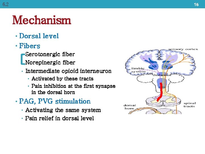 6. 2 15 Mechanism • Dorsal level • Fibers Serotonergic fiber Norepinergic fiber •