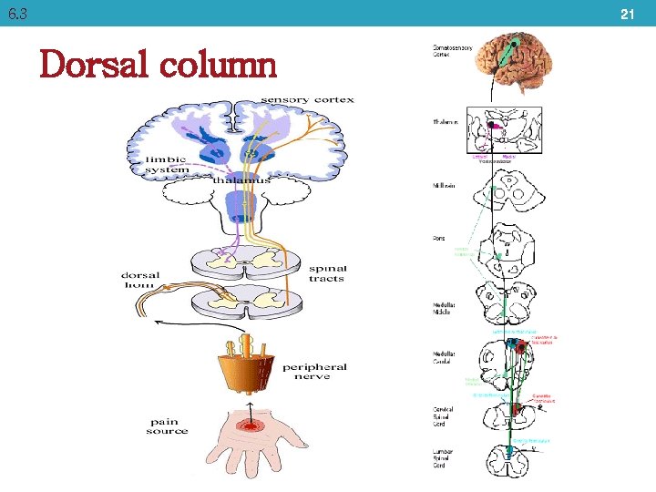 6. 3 21 Dorsal column 