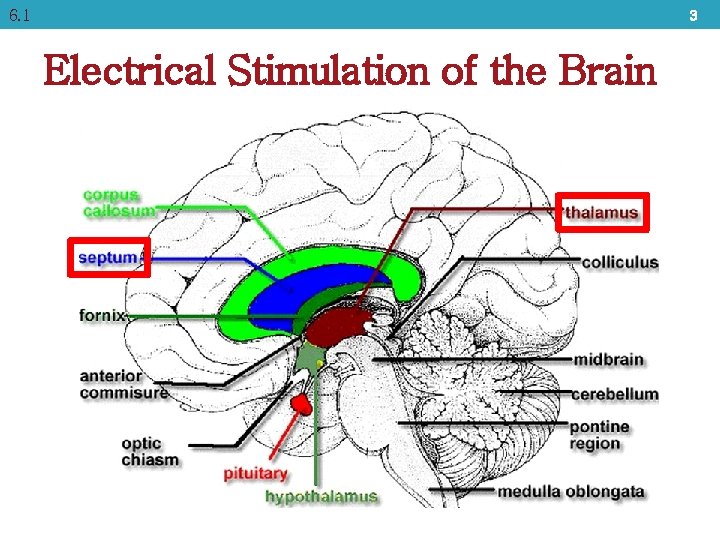 6. 1 3 Electrical Stimulation of the Brain 