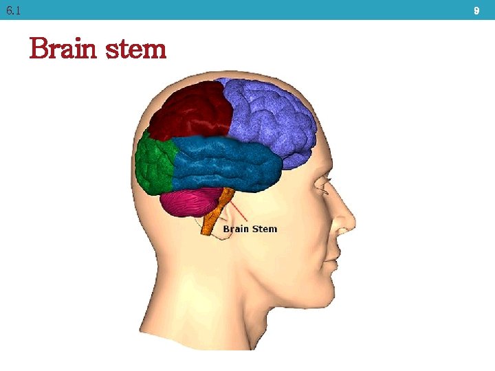 6. 1 9 Brain stem 