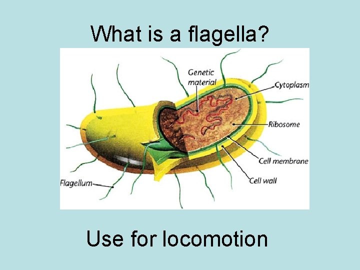 What is a flagella? Use for locomotion 