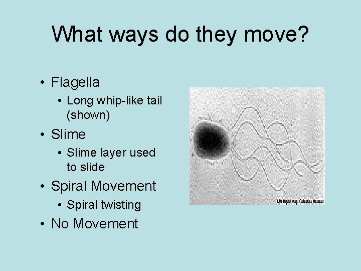 What ways do they move? • Flagella • Long whip-like tail (shown) • Slime
