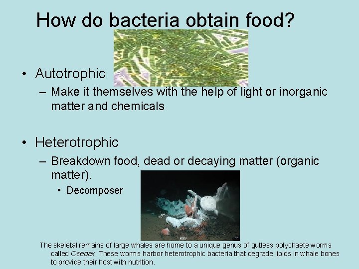 How do bacteria obtain food? • Autotrophic – Make it themselves with the help