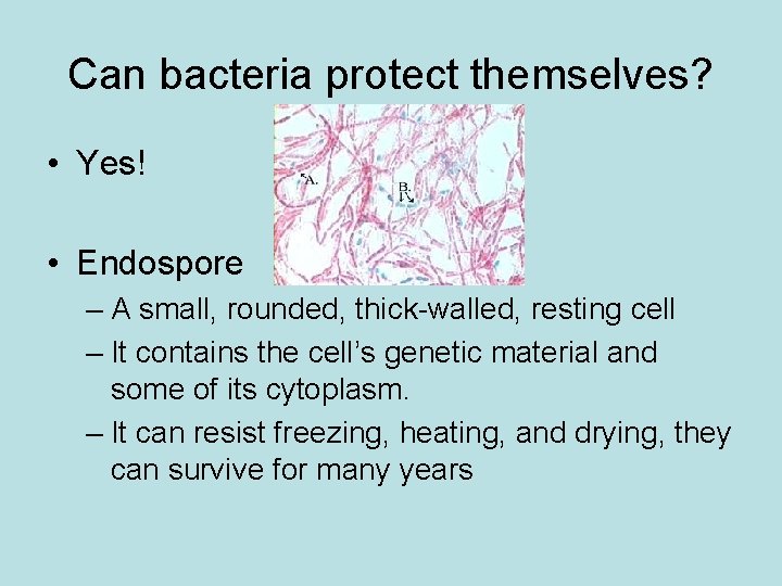 Can bacteria protect themselves? • Yes! • Endospore – A small, rounded, thick-walled, resting