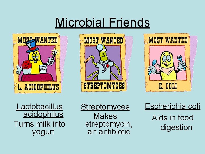 Microbial Friends Lactobacillus acidophilus Turns milk into yogurt Streptomyces Makes streptomycin, an antibiotic Escherichia