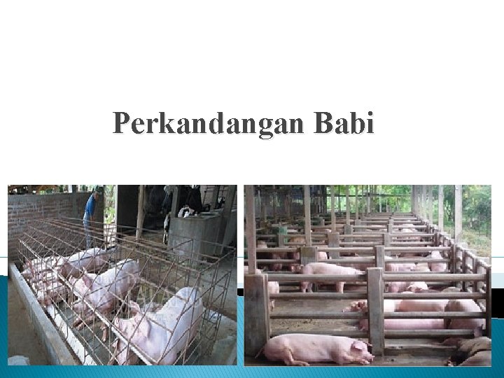 Perkandangan Babi 