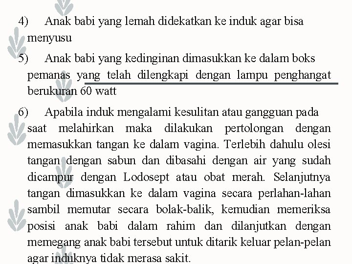 4) Anak babi yang lemah didekatkan ke induk agar bisa menyusu 5) Anak babi