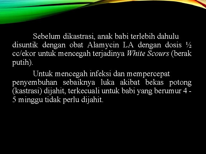 Sebelum dikastrasi, anak babi terlebih dahulu disuntik dengan obat Alamycin LA dengan dosis ½