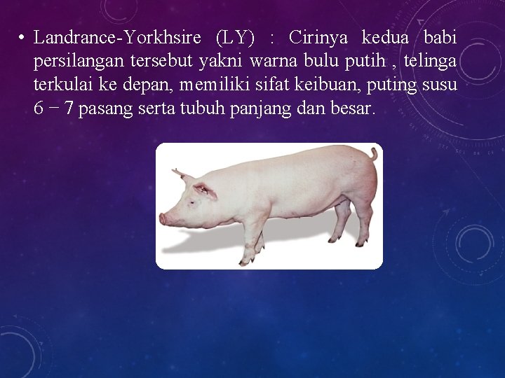  • Landrance-Yorkhsire (LY) : Cirinya kedua babi persilangan tersebut yakni warna bulu putih