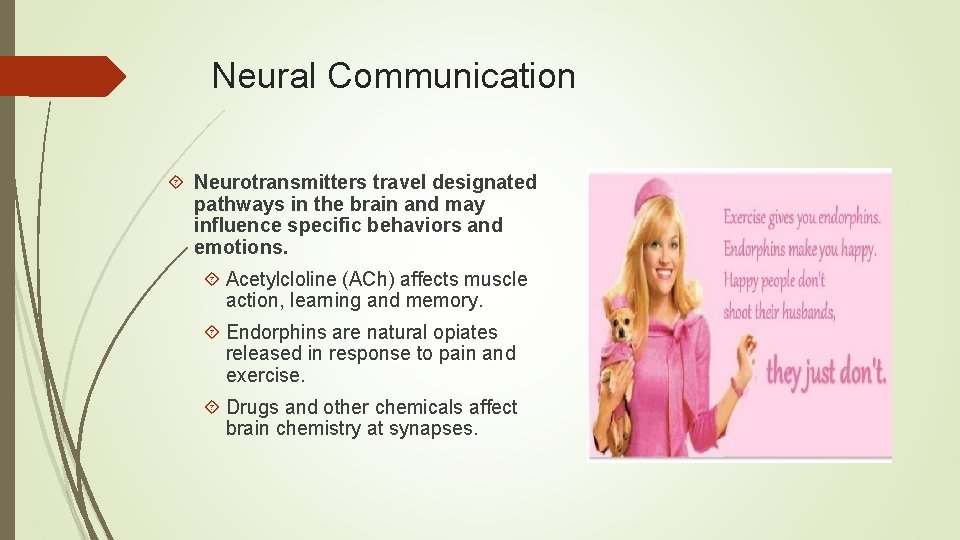 Neural Communication Neurotransmitters travel designated pathways in the brain and may influence specific behaviors