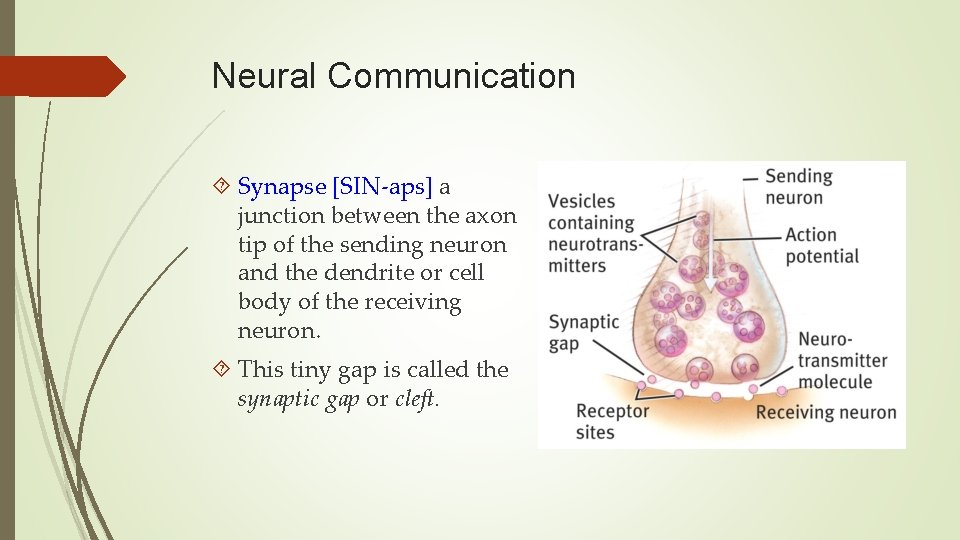 Neural Communication Synapse [SIN-aps] a junction between the axon tip of the sending neuron