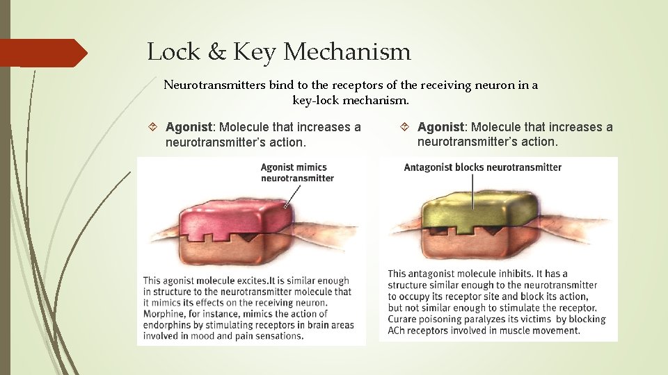 Lock & Key Mechanism Neurotransmitters bind to the receptors of the receiving neuron in