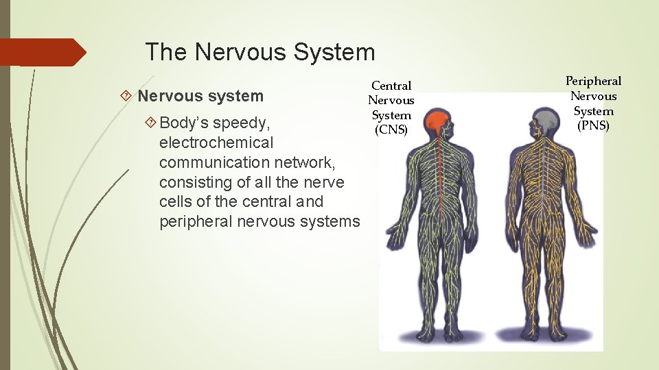 The Nervous System Nervous system Body’s speedy, electrochemical communication network, consisting of all the