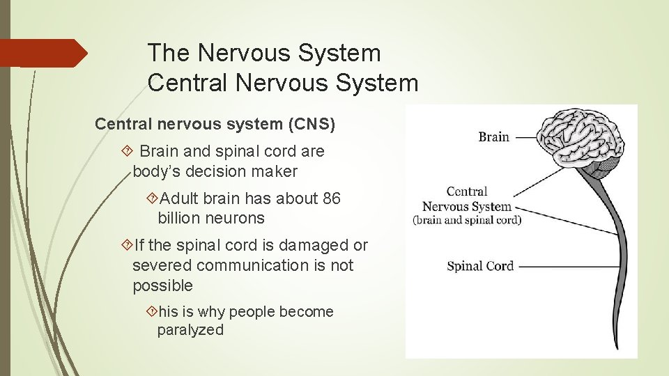 The Nervous System Central nervous system (CNS) Brain and spinal cord are body’s decision