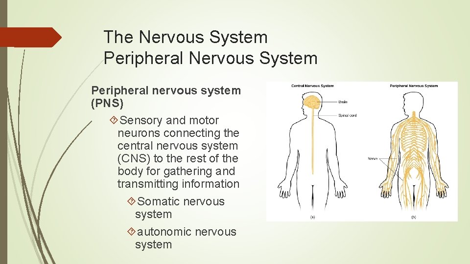 The Nervous System Peripheral nervous system (PNS) Sensory and motor neurons connecting the central