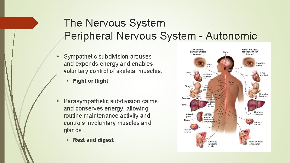 The Nervous System Peripheral Nervous System - Autonomic • Sympathetic subdivision arouses and expends