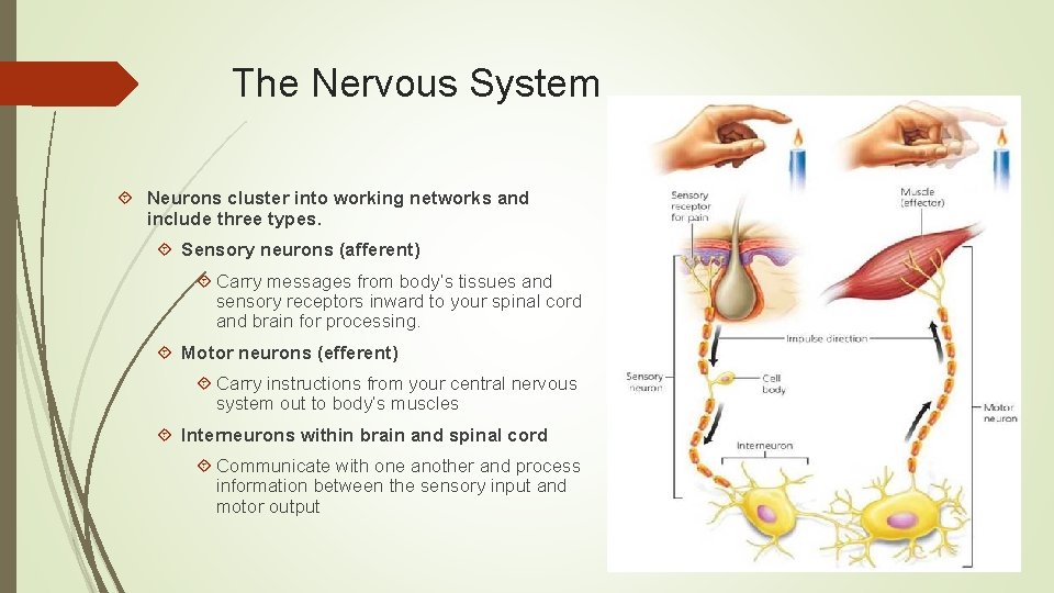 The Nervous System Neurons cluster into working networks and include three types. Sensory neurons