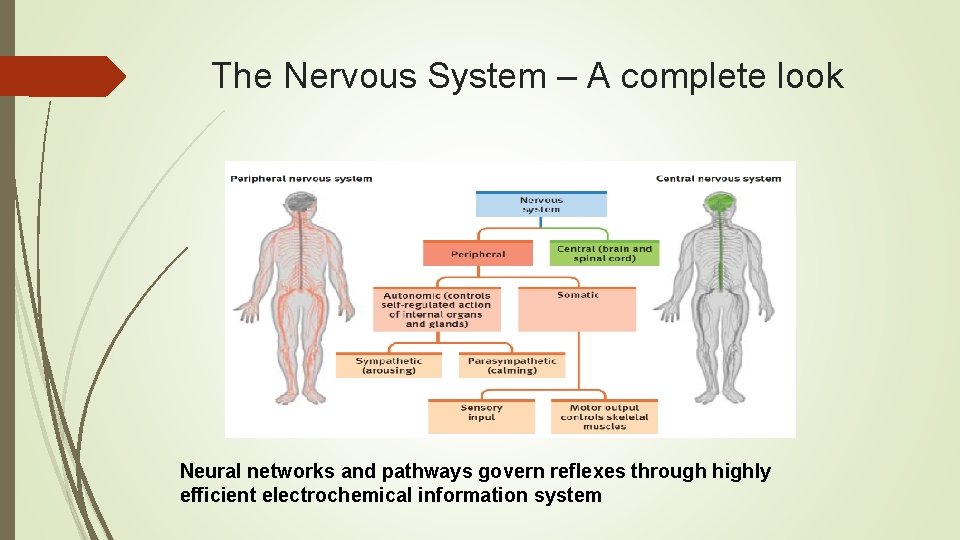 The Nervous System – A complete look Neural networks and pathways govern reflexes through