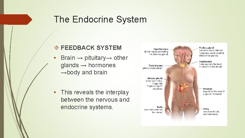 The Endocrine System FEEDBACK SYSTEM • Brain → pituitary→ other glands → hormones →body