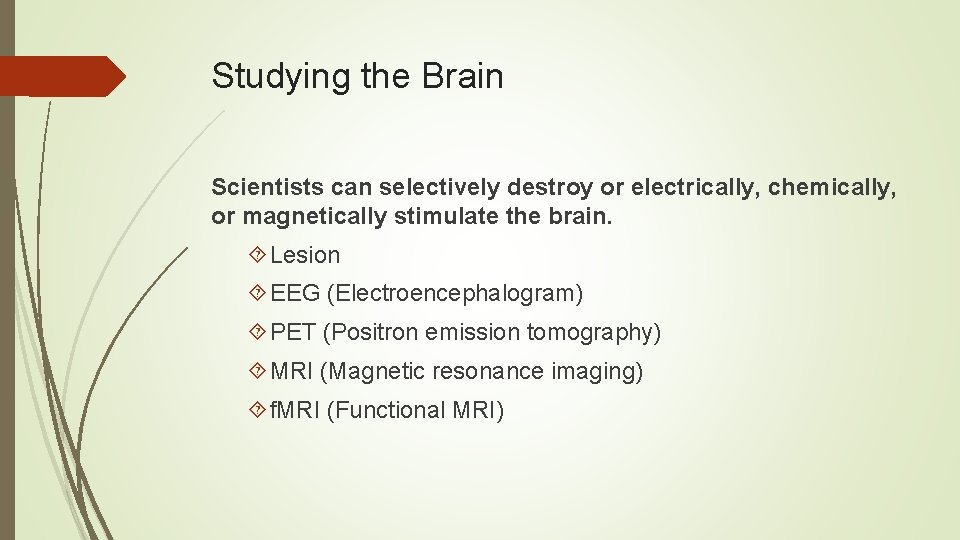 Studying the Brain Scientists can selectively destroy or electrically, chemically, or magnetically stimulate the