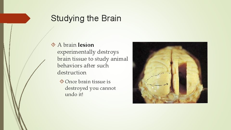 Studying the Brain A brain lesion experimentally destroys brain tissue to study animal behaviors