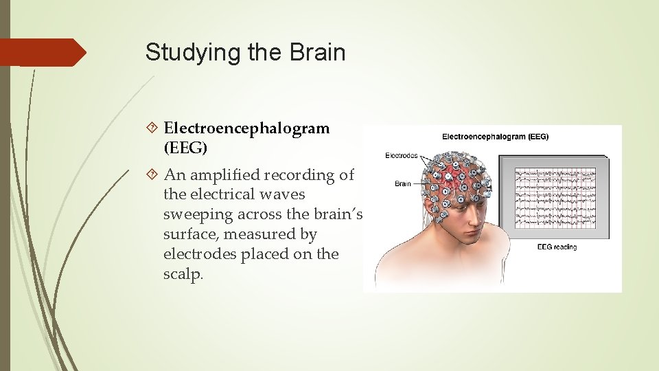 Studying the Brain Electroencephalogram (EEG) An amplified recording of the electrical waves sweeping across
