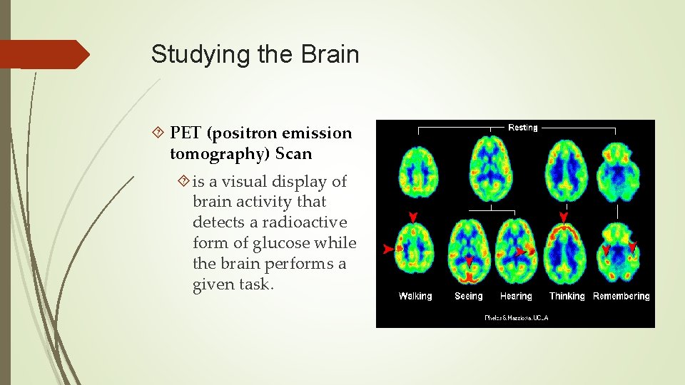 Studying the Brain PET (positron emission tomography) Scan is a visual display of brain