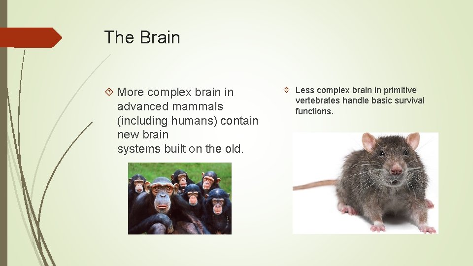 The Brain More complex brain in advanced mammals (including humans) contain new brain systems