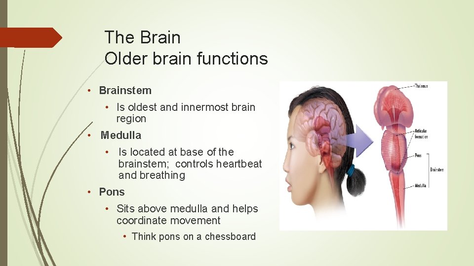 The Brain Older brain functions • Brainstem • Is oldest and innermost brain region