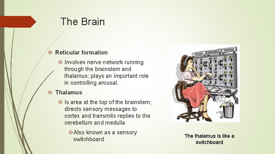 The Brain Reticular formation Involves nerve network running through the brainstem and thalamus; plays