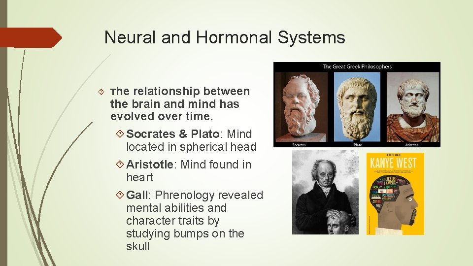 Neural and Hormonal Systems The relationship between the brain and mind has evolved over