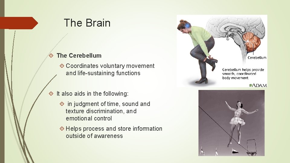 The Brain The Cerebellum Coordinates voluntary movement and life-sustaining functions It also aids in
