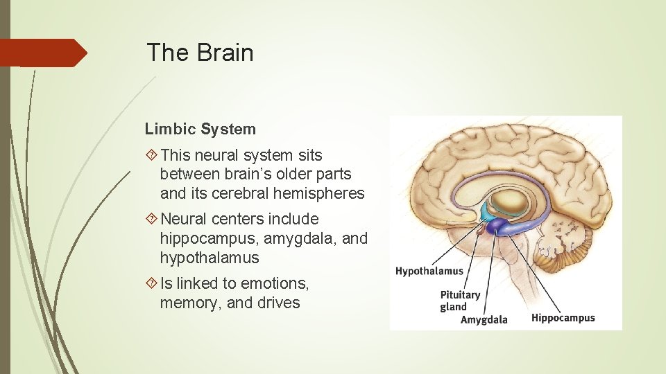 The Brain Limbic System This neural system sits between brain’s older parts and its