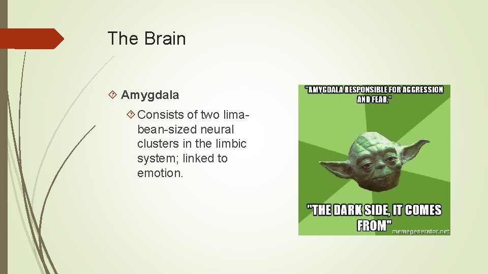 The Brain Amygdala Consists of two limabean-sized neural clusters in the limbic system; linked