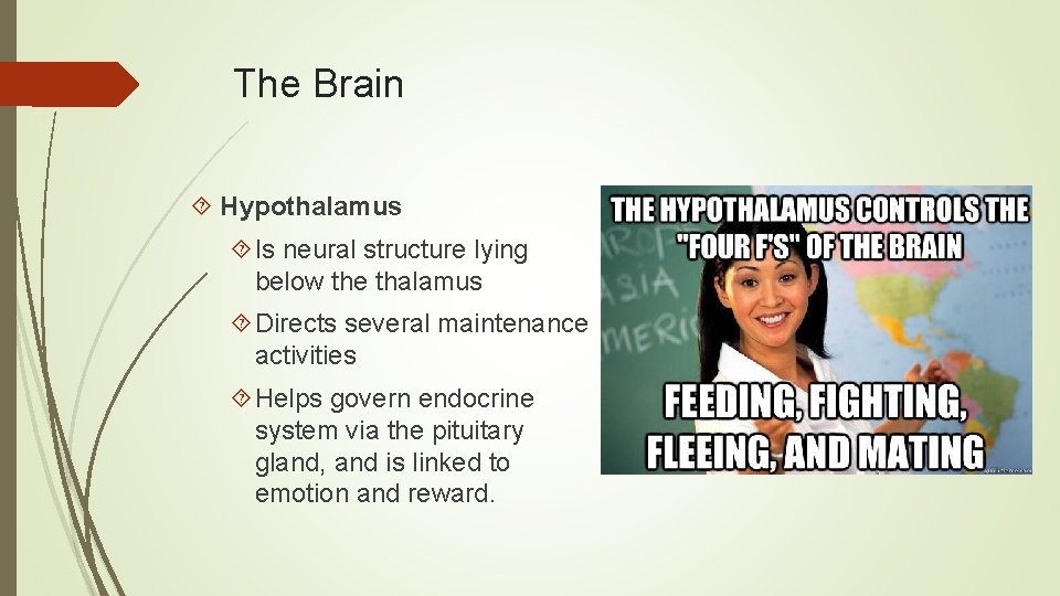 The Brain Hypothalamus Is neural structure lying below the thalamus Directs several maintenance activities