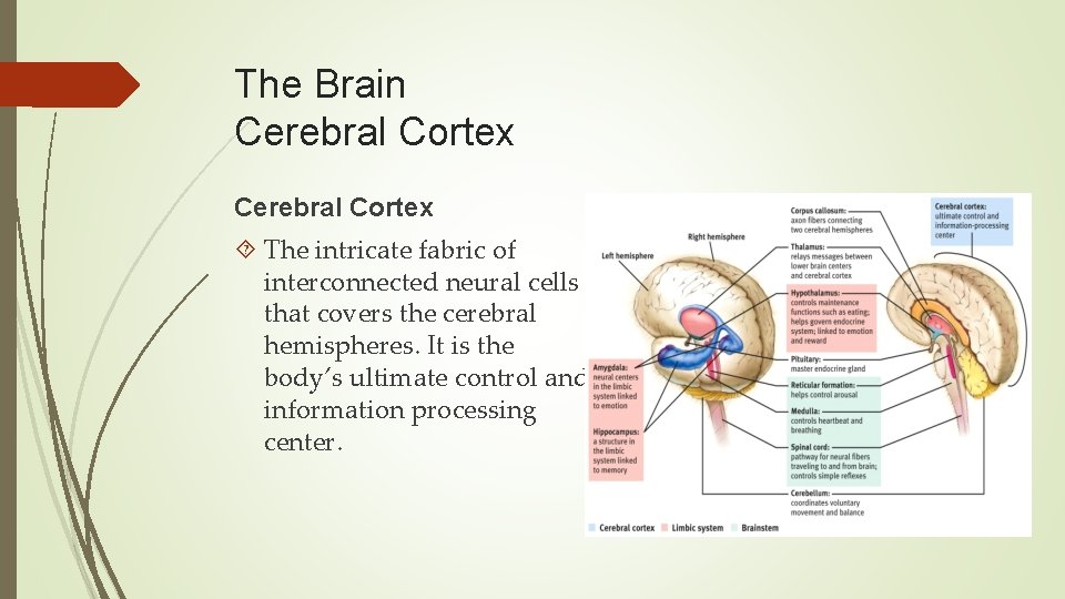 The Brain Cerebral Cortex The intricate fabric of interconnected neural cells that covers the