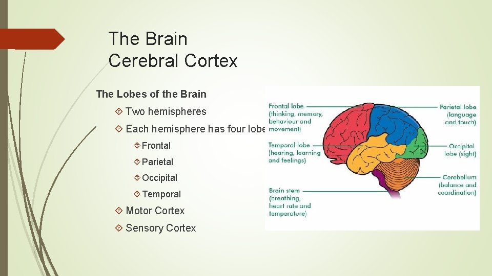 The Brain Cerebral Cortex The Lobes of the Brain Two hemispheres Each hemisphere has