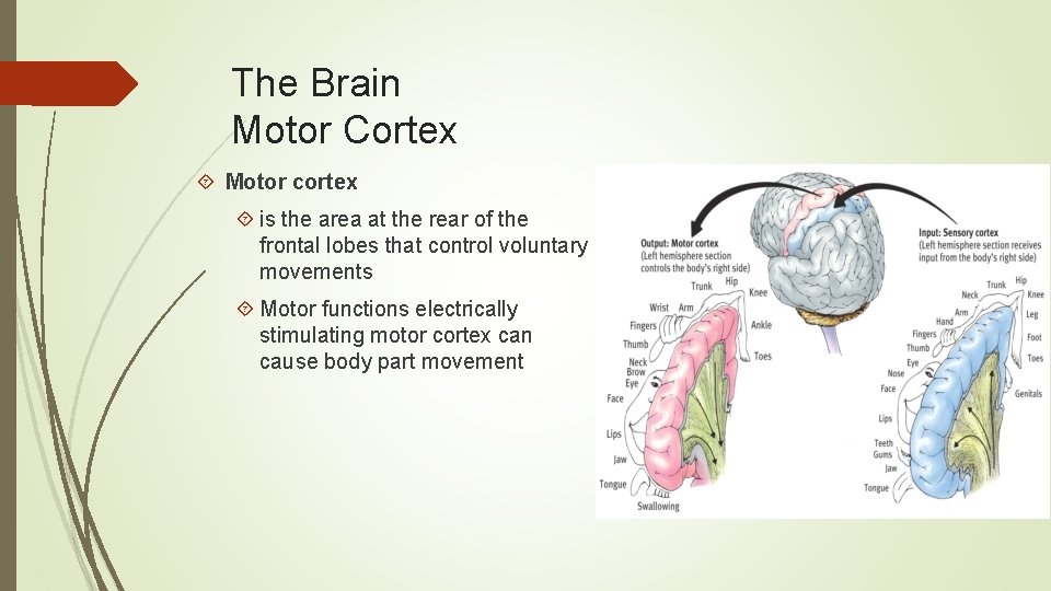 The Brain Motor Cortex Motor cortex is the area at the rear of the