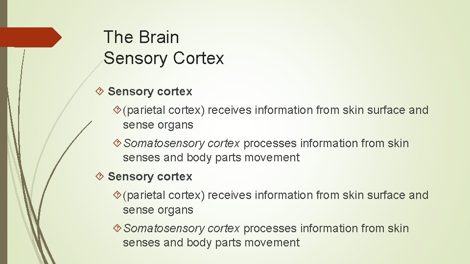 The Brain Sensory Cortex Sensory cortex (parietal cortex) receives information from skin surface and