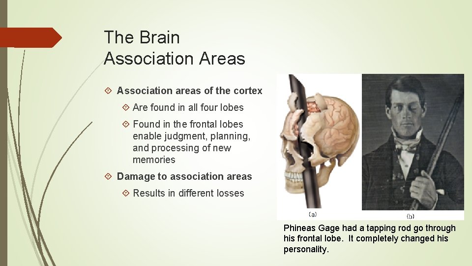 The Brain Association Areas Association areas of the cortex Are found in all four