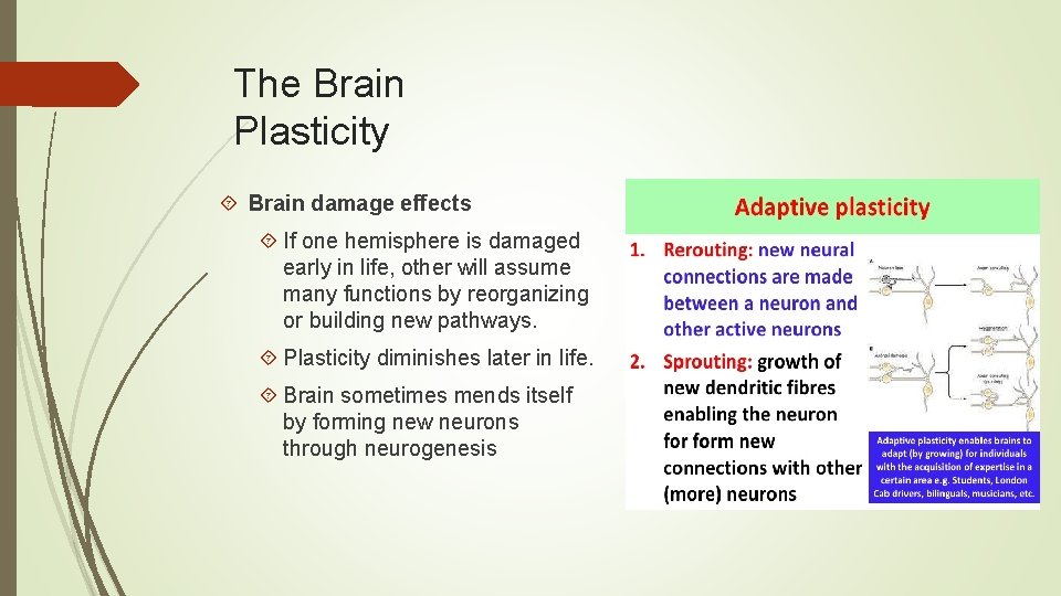 The Brain Plasticity Brain damage effects If one hemisphere is damaged early in life,