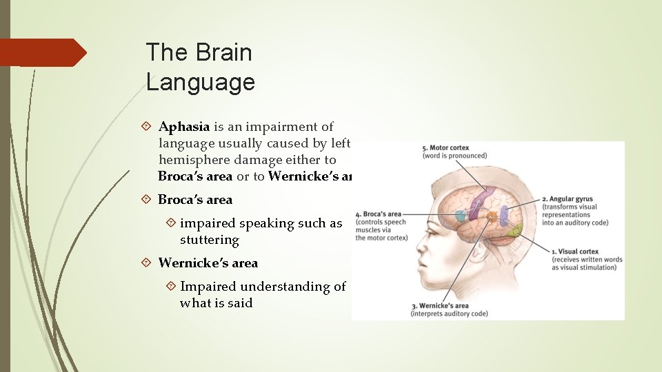 The Brain Language Aphasia is an impairment of language usually caused by left hemisphere