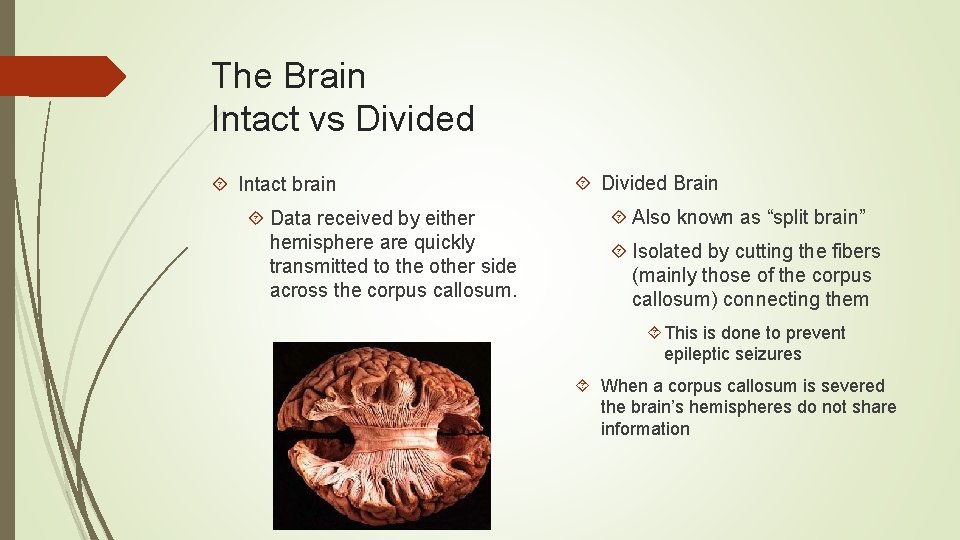 The Brain Intact vs Divided Intact brain Data received by either hemisphere are quickly