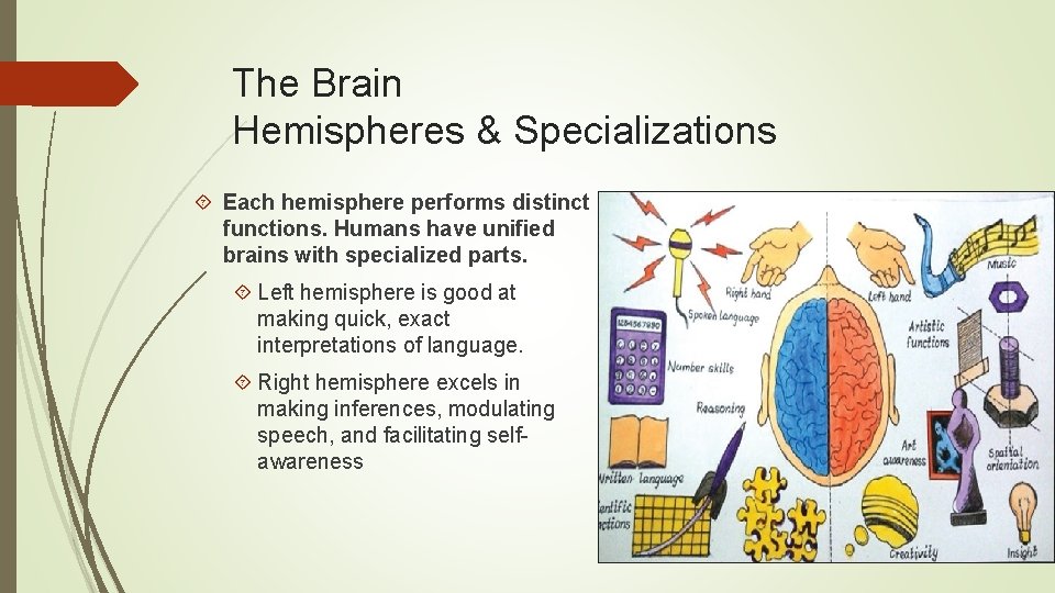The Brain Hemispheres & Specializations Each hemisphere performs distinct functions. Humans have unified brains