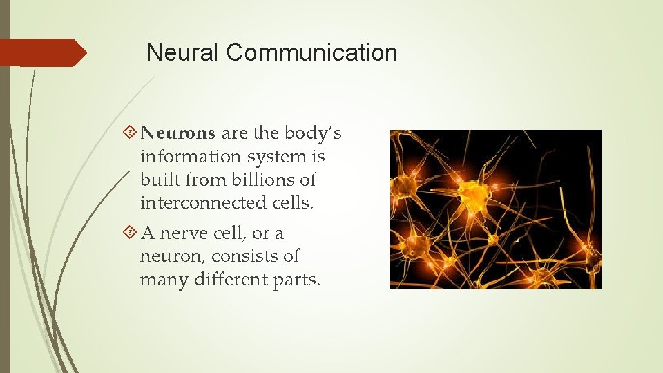Neural Communication Neurons are the body’s information system is built from billions of interconnected