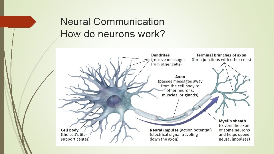 Neural Communication How do neurons work? 