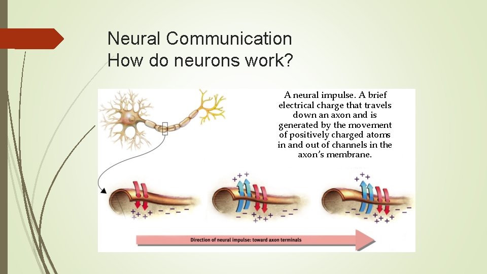 Neural Communication How do neurons work? A neural impulse. A brief electrical charge that